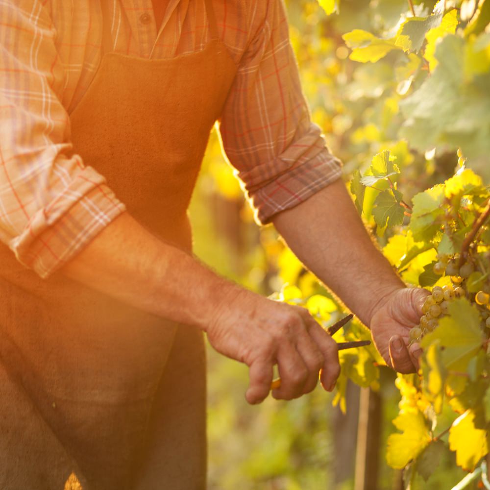 Farmer cutting grapes