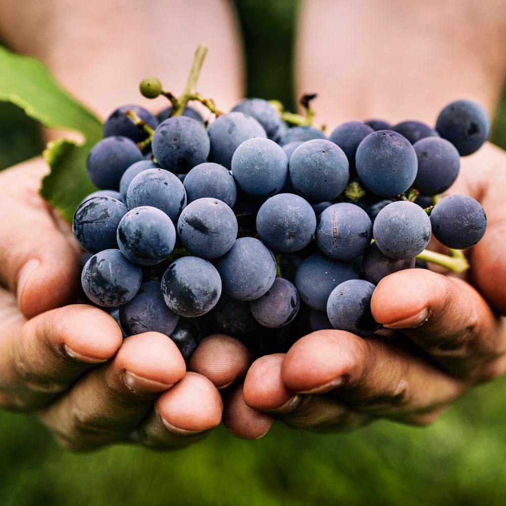 Grapes in farmer's hand