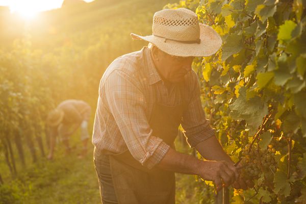 Harvesting grapes.