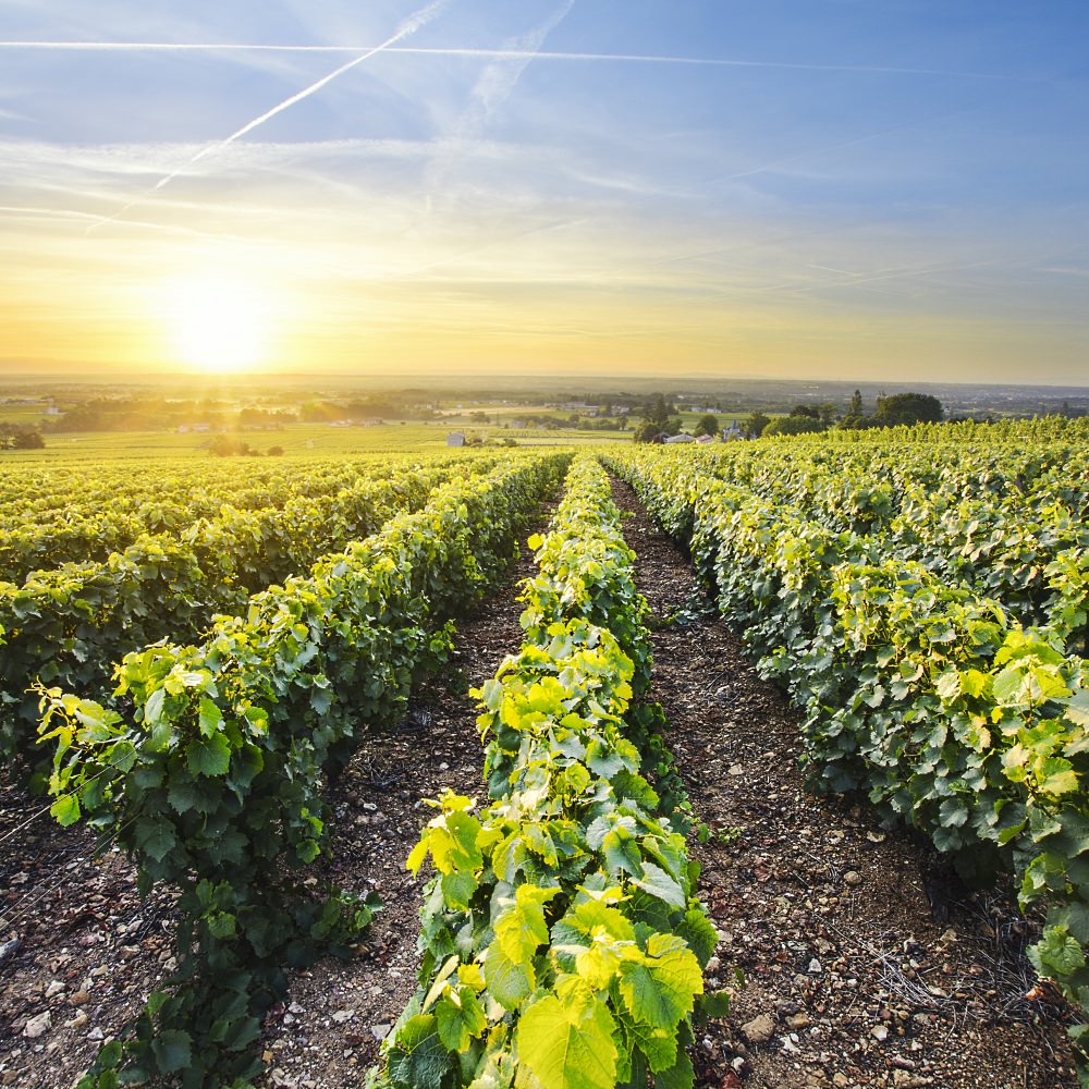 Vineyard landscape